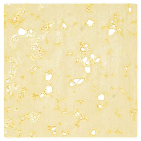 Purple-Skunk-Shatter