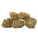 Five rounded Sapphire Kush nugs lined up withcompact shape with light orange hair accents