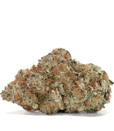 jet Fuel buds glistening with trichomes, resembling frost-covered pine cones with fiery orange pistils