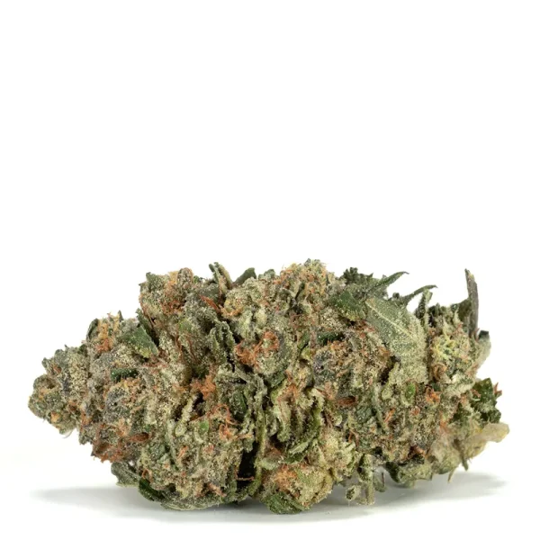 Great-White-Shark Single Bud