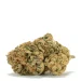 Imperial Kush Strain