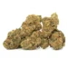 King Sherb buds stacked together showing consistent bud size