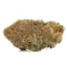 Master Tuna strain bud showing a dense tan and green surface laced with copper hairs