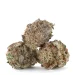 Mimosa-strain-3-buds