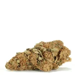 Sugar-Breath-bud-covered-in-THC-trichomes-with-orange-hairs