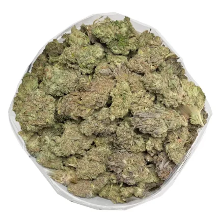 apricot-kush-closeup-of-dense-resinous-buds