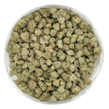 blood orange strain icy marijuana buds