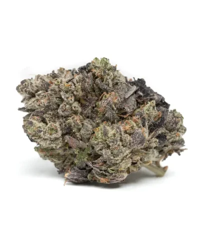 blue-fin tuna strain