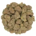 butterscotch strain frosty cannabis flowers