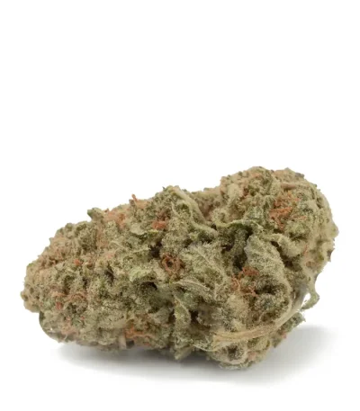 cannalope-haze-single-bud