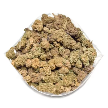cat piss strain