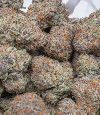 gelato-cake-weed-covered-in-frosty-trichomes-and-purple-hues