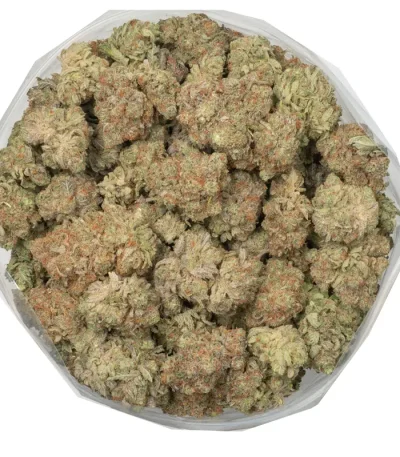 golden-cobra-buds-covered-in-thc-trichomes-and-purple-hues