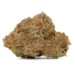 king louis strain