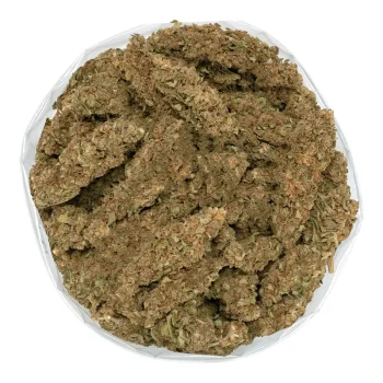 lavender-haze-bulk
