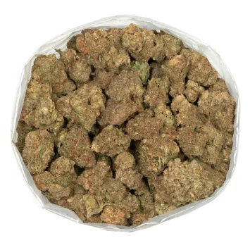 lemon haze fresh marijuana buds