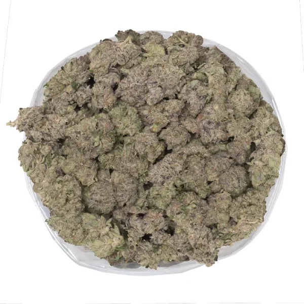 macro photo of gucci pink weed covered in thick thc trichomes