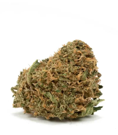 melon-dream-single-bud