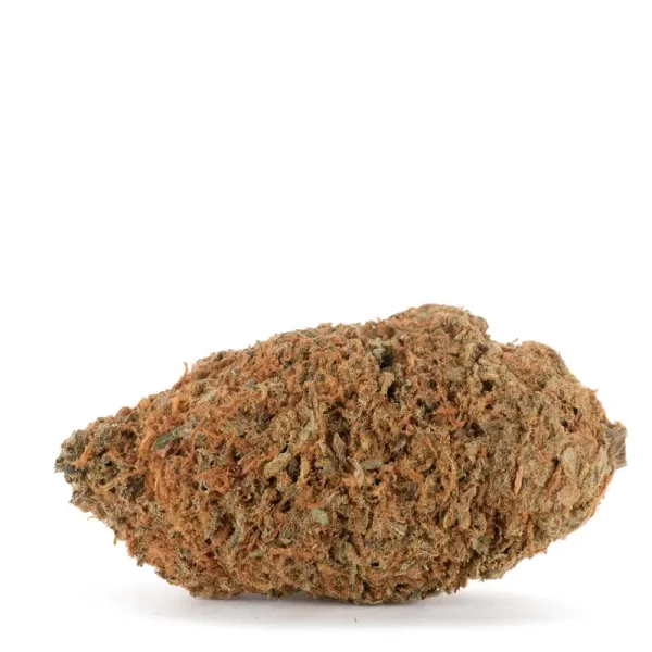 orange-dream-single-bud