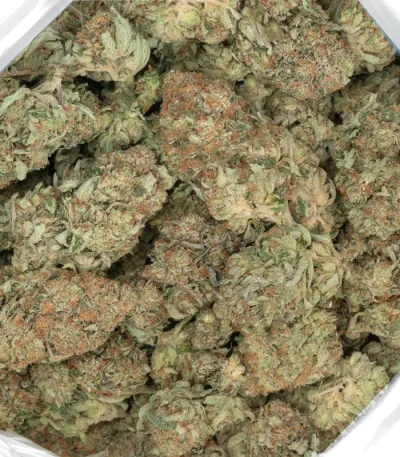 platinum kush strain chunky marijuana flowers