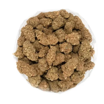 poison-fruit-strain-chunky-marijuana-buds