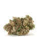 sfv-og-kush