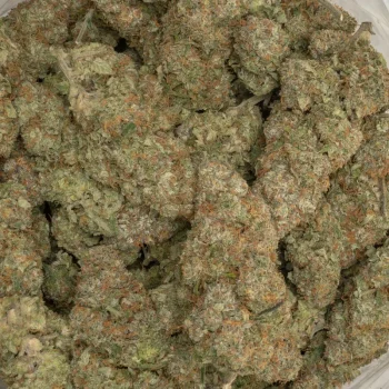 sherb cream pie strain macro closeuo