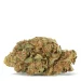 violator strain single bud